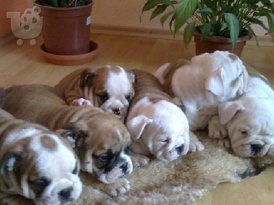 PoulaTo: ANGLIKA BULDOG